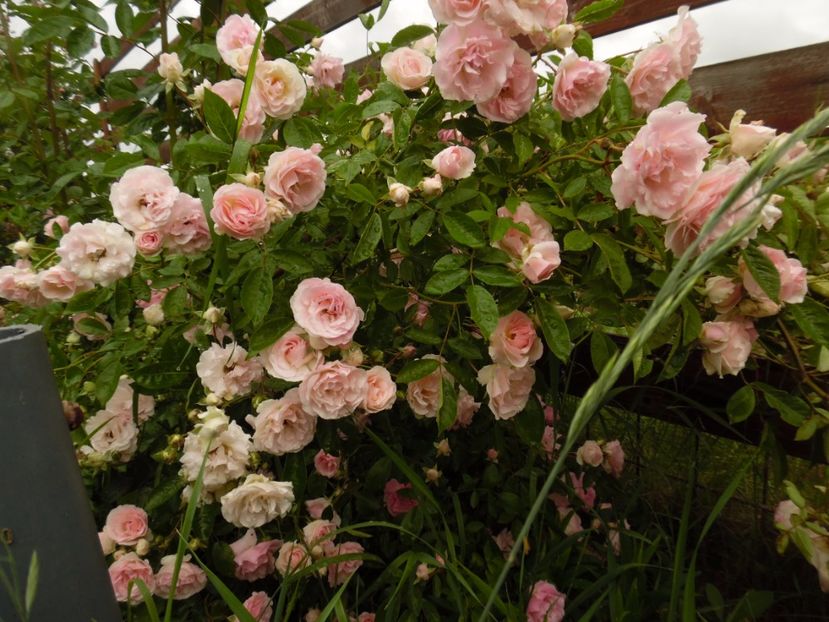  - Hybrid multiflora Beauty Thousand