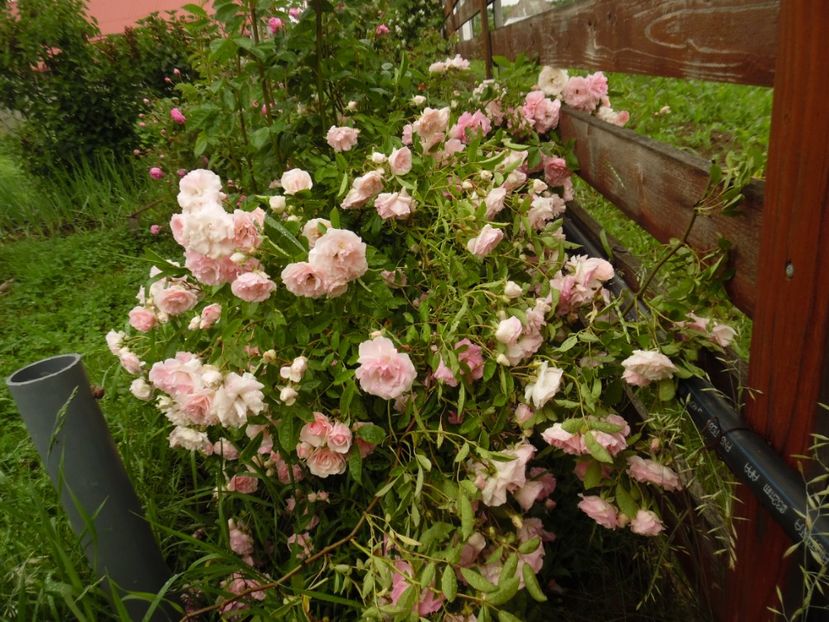  - Hybrid multiflora Beauty Thousand
