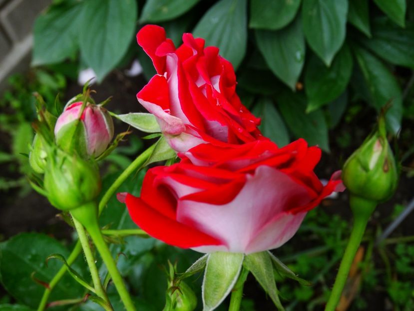  - Schone Koblenzerin