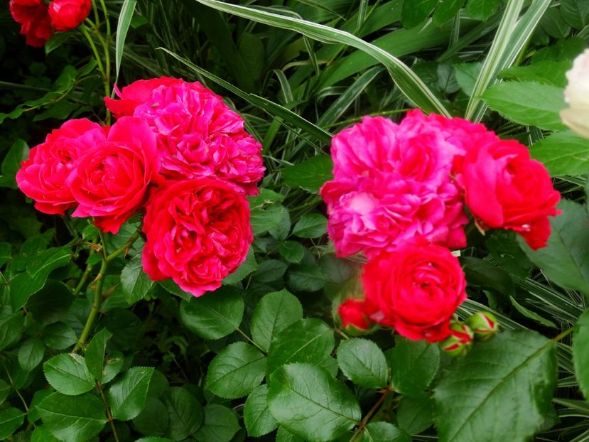  - Red Leonardo da Vinci