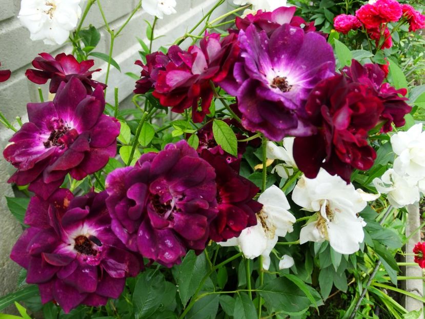  - Burgundy Iceberg