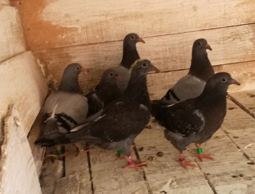  - Seria a doua de pui