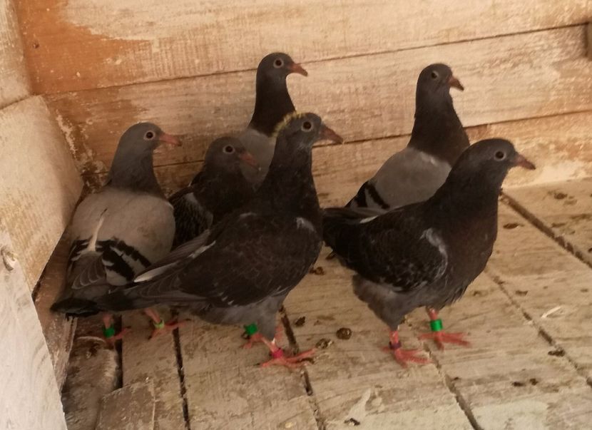  - Seria a doua de pui