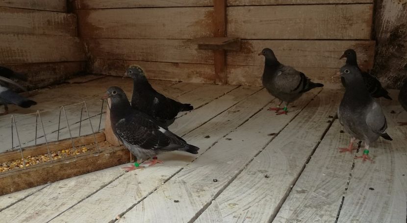  - Seria a doua de pui