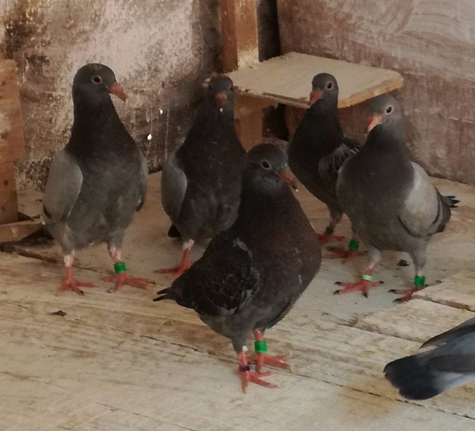  - Seria a doua de pui