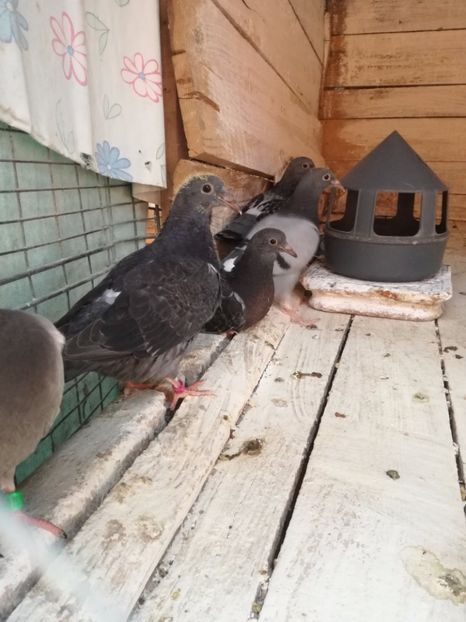  - Seria a doua de pui