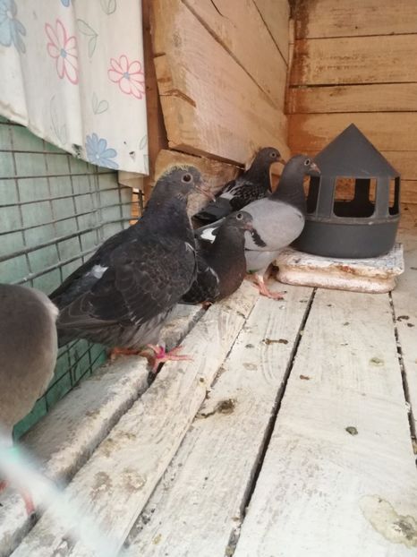  - Seria a doua de pui