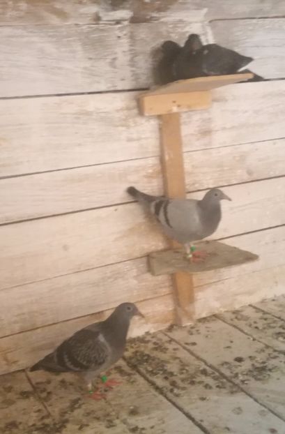  - Seria a doua de pui