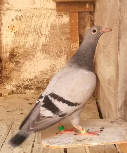  - Seria a doua de pui