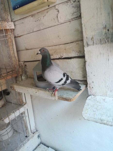  - 2017-Antrenament si sosiri primul fond