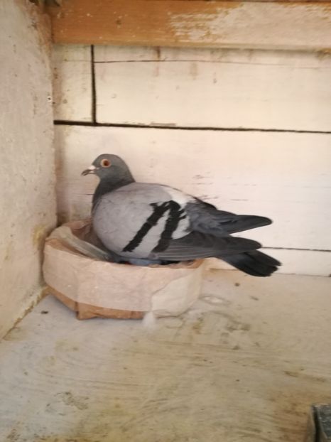  - 2017-Antrenament si sosiri primul fond