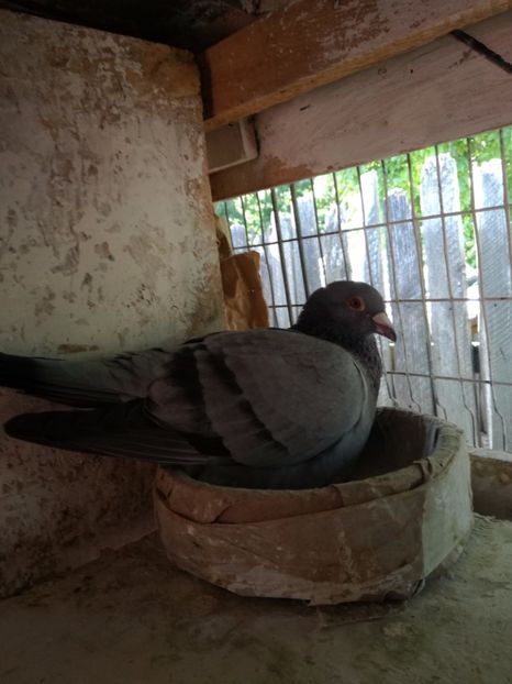  - 2017-Antrenament si sosiri primul fond