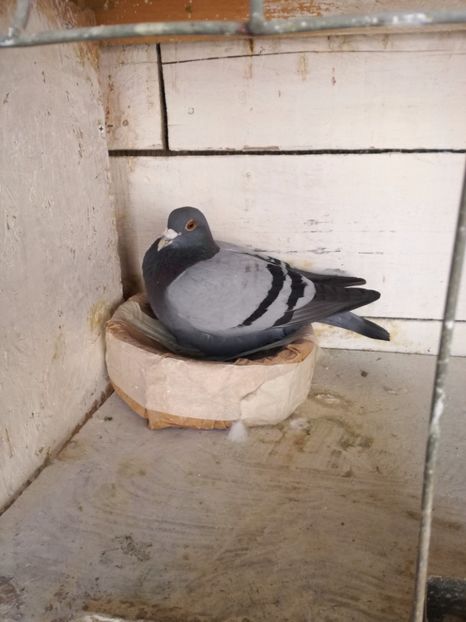  - 2017-Antrenament si sosiri primul fond