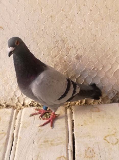  - 2017-Antrenament si sosiri primul fond