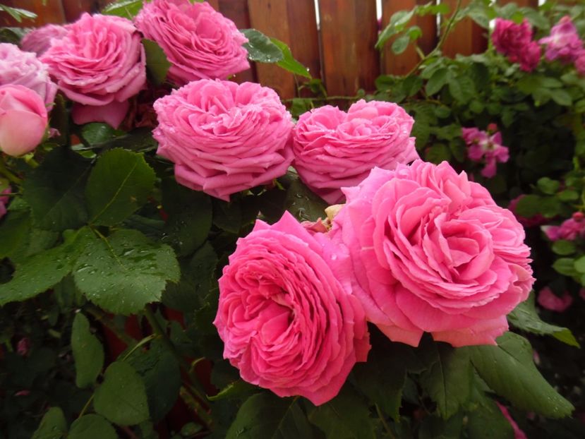  - Hybrid perpetual Mr John Laing