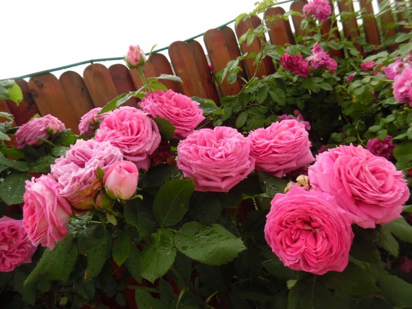  - Hybrid perpetual Mr John Laing