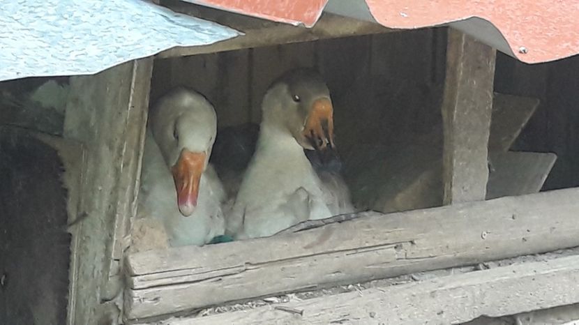  - 1 Cuiburi de gasca leseasca si boboci