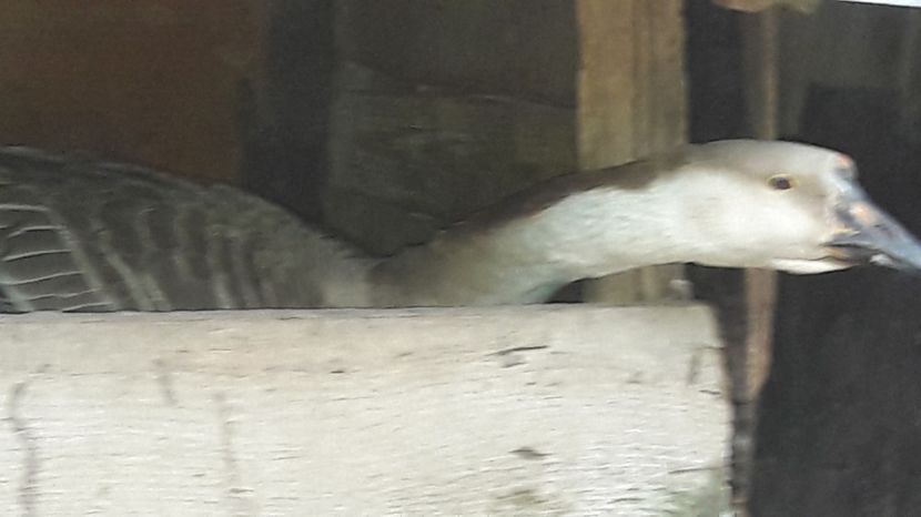  - 1 Cuiburi de gasca leseasca si boboci