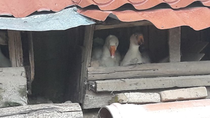  - 1 Cuiburi de gasca leseasca si boboci