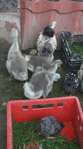  - 1 Cuiburi de gasca leseasca si boboci