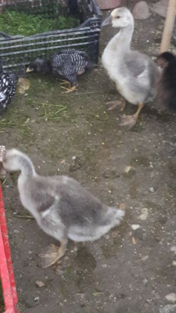  - 1 Cuiburi de gasca leseasca si boboci