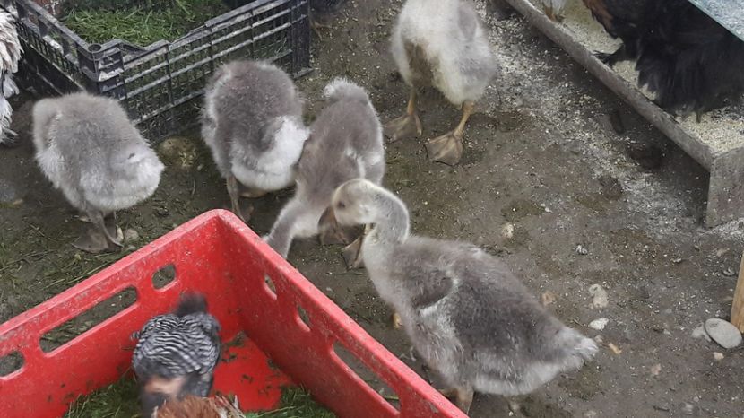  - 1 Cuiburi de gasca leseasca si boboci