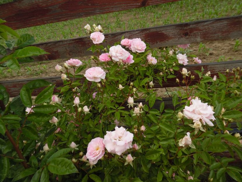  - Hybrid multiflora Beauty Thousand