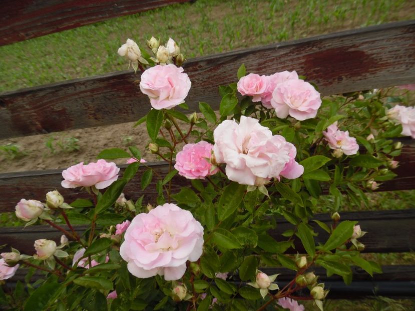  - Hybrid multiflora Beauty Thousand