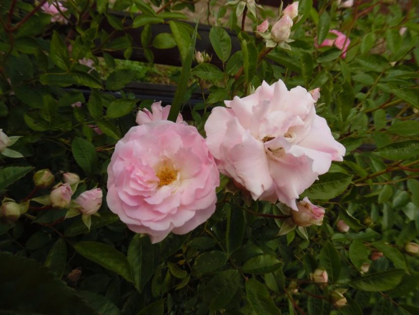  - Hybrid multiflora Beauty Thousand