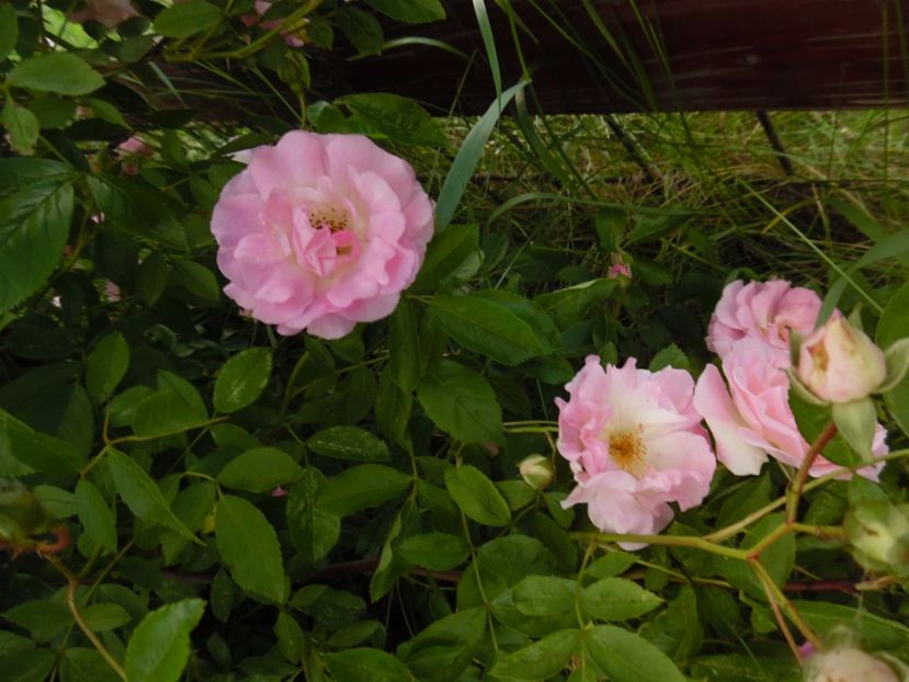  - Hybrid multiflora Beauty Thousand