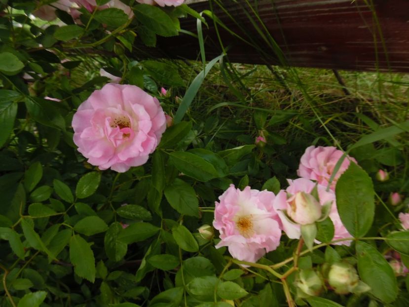  - Hybrid multiflora Beauty Thousand