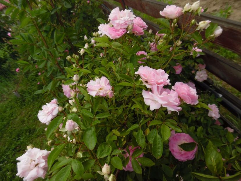  - Hybrid multiflora Beauty Thousand