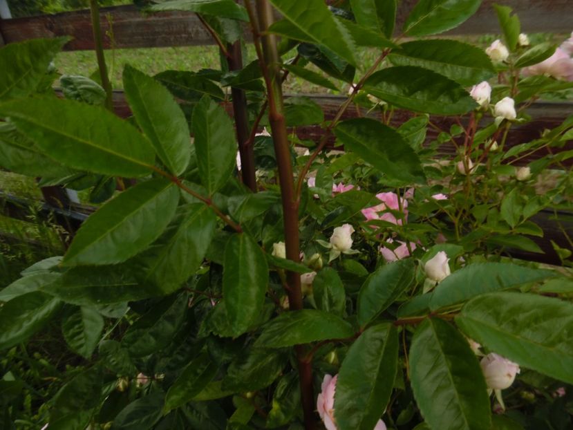  - Hybrid multiflora Beauty Thousand