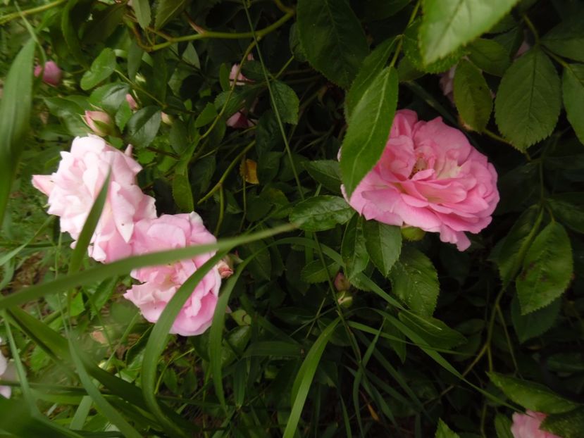  - Hybrid multiflora Beauty Thousand