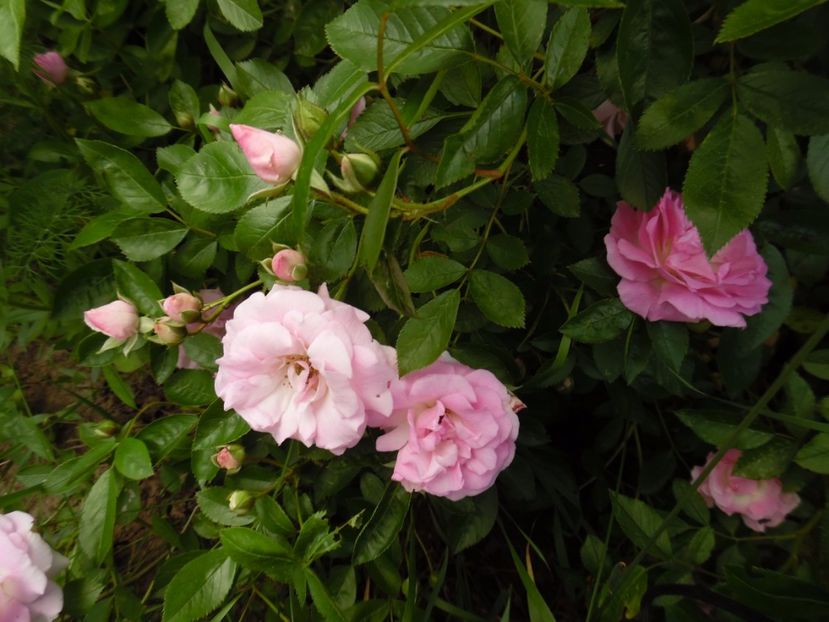  - Hybrid multiflora Beauty Thousand