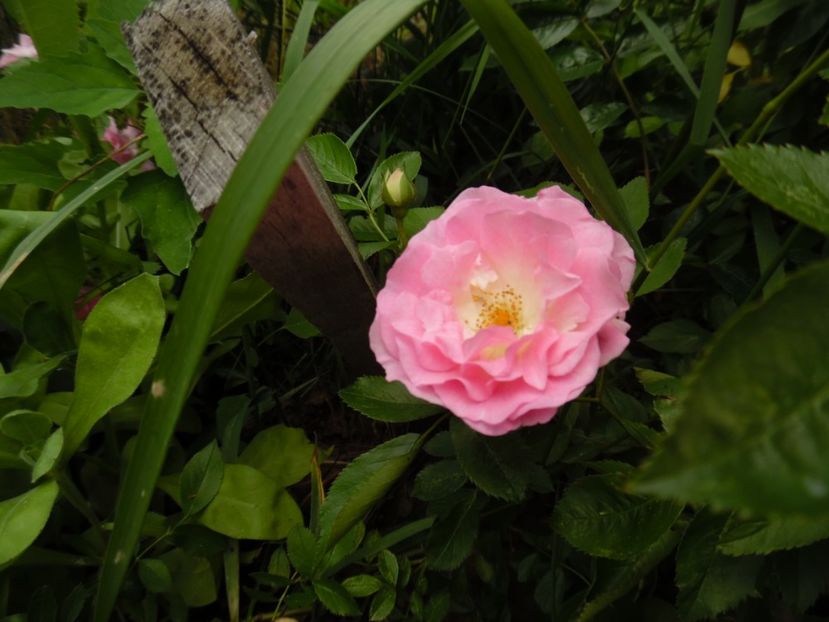  - Hybrid multiflora Beauty Thousand