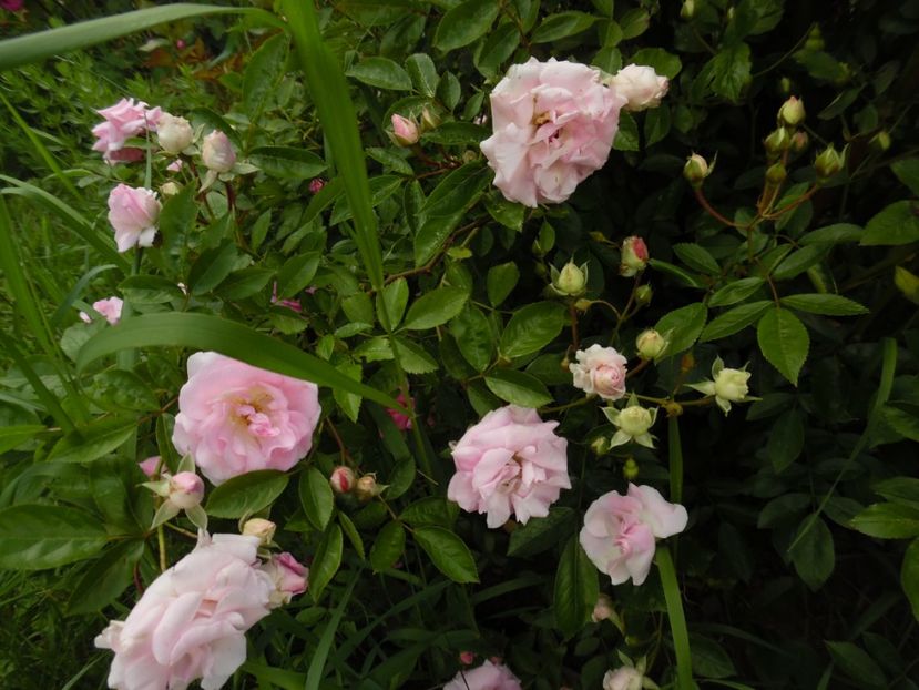  - Hybrid multiflora Beauty Thousand