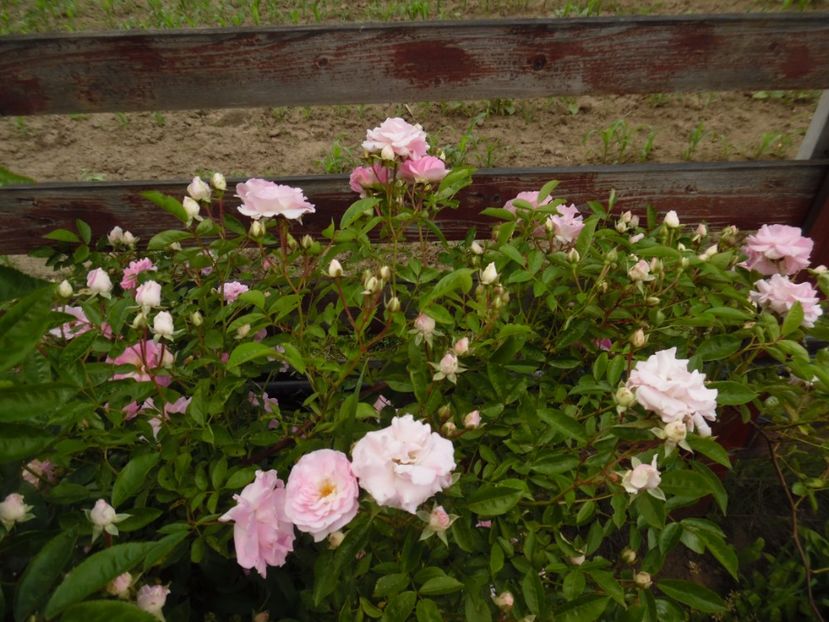  - Hybrid multiflora Beauty Thousand