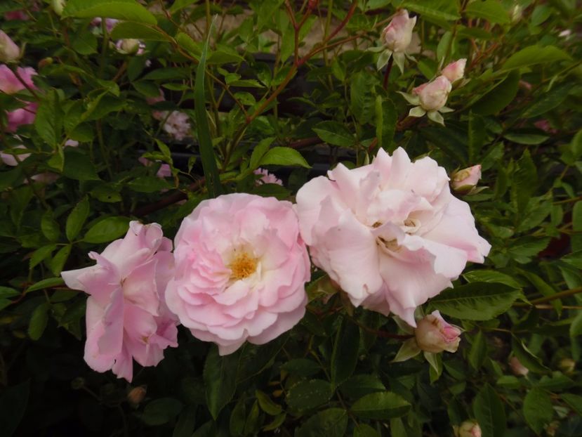  - Hybrid multiflora Beauty Thousand