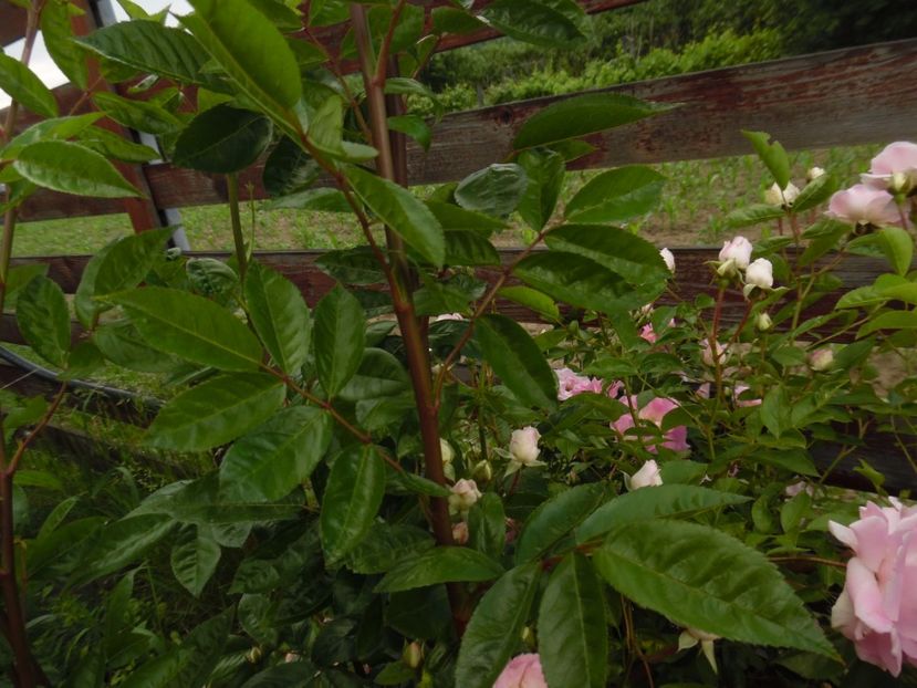  - Hybrid multiflora Beauty Thousand