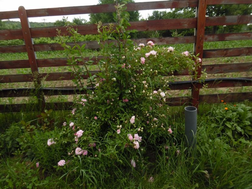  - Hybrid multiflora Beauty Thousand