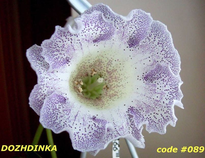 Dozhdinka  = gasita - Gloxinii pe care doresc sa le recuperez