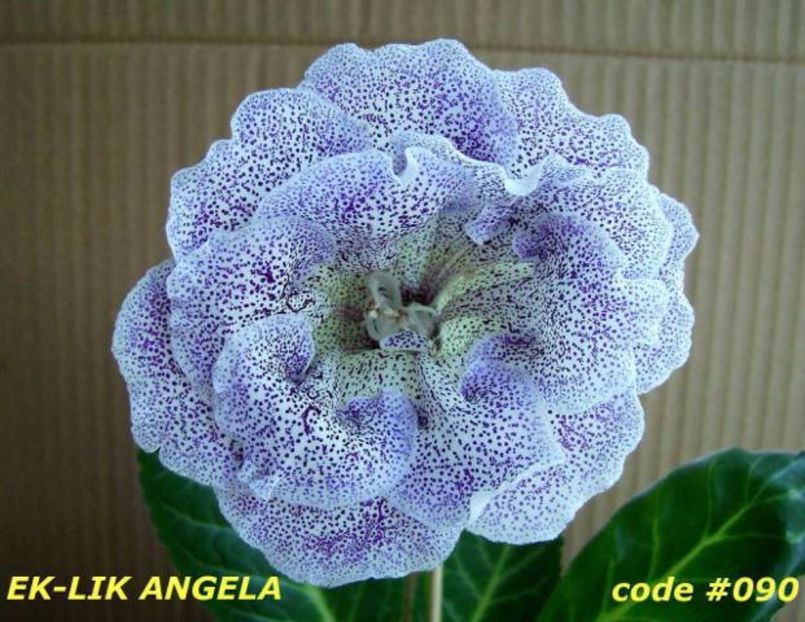 Ek Lik Angela  -  gasita - Gloxinii pe care doresc sa le recuperez