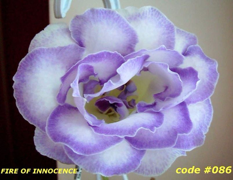 Fire Of Innocence  = gasita - Gloxinii pe care doresc sa le recuperez