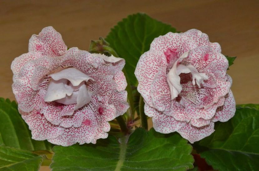 Koketka Red  = gasita - Gloxinii pe care doresc sa le recuperez