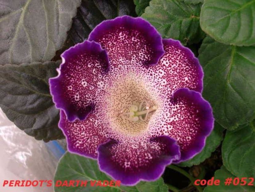 Peridot s Darth Vader - Gloxinii pe care doresc sa le recuperez