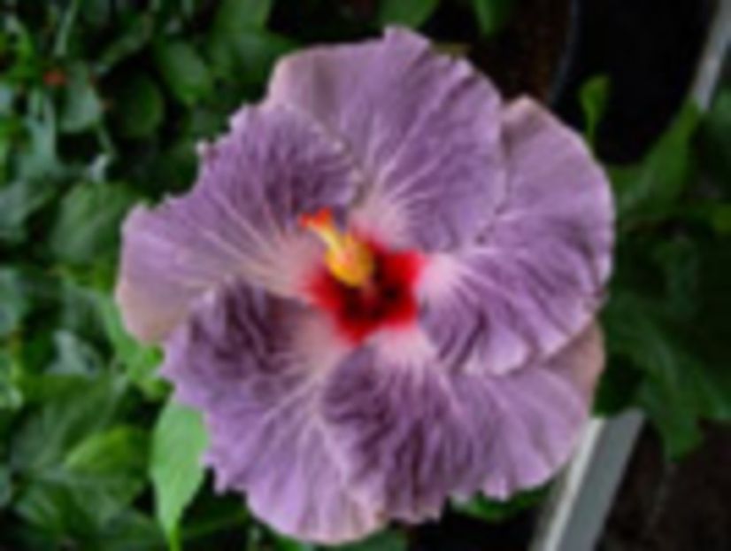 Indi_Calm_Ocean - 2017