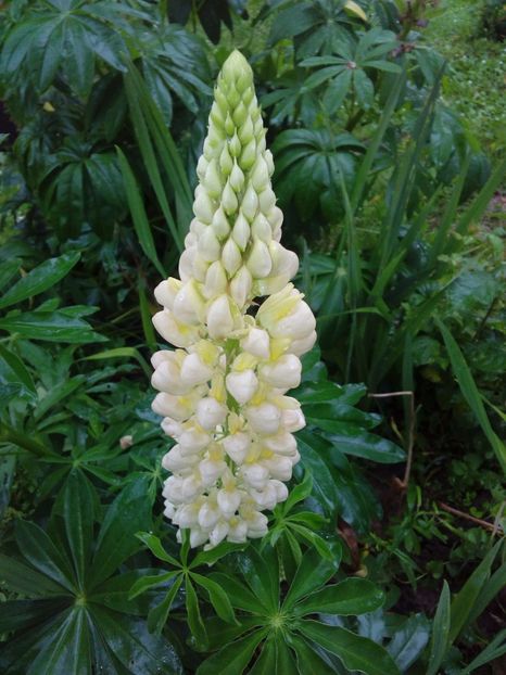  - AAAAA_LUPIN 2015_2017_2018_2019_2020