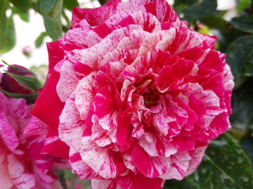 Abracadabra - A FLORI DIN GRADINA MEA