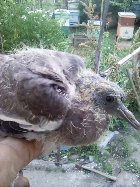  - PORUMBEI SALBATICI CALATORI nu mai dețin